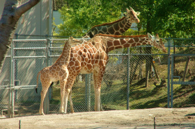 Ishikawa Zoo