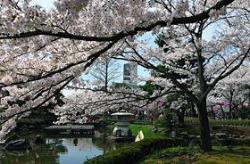 Cherry Blossoms in Rojo Park