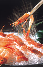 Northern Pink Shrimp